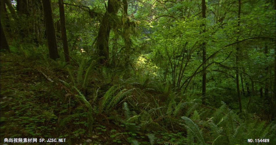 森林绿树植物高清实拍视频素材合辑DF132H