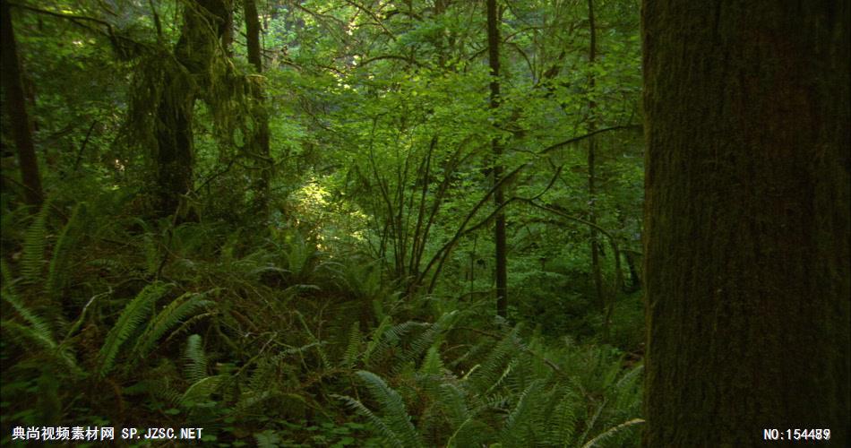 森林绿树植物高清实拍视频素材合辑DF132H