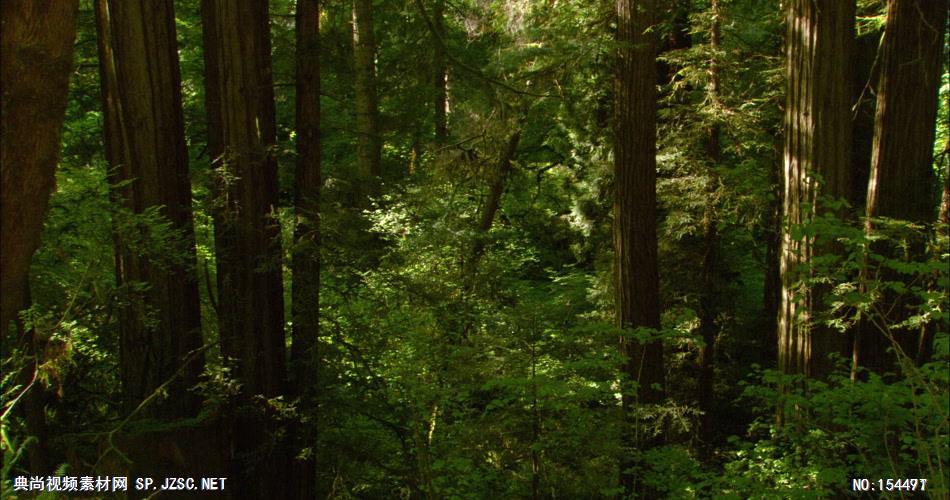 森林绿树植物高清实拍视频素材合辑DF131H