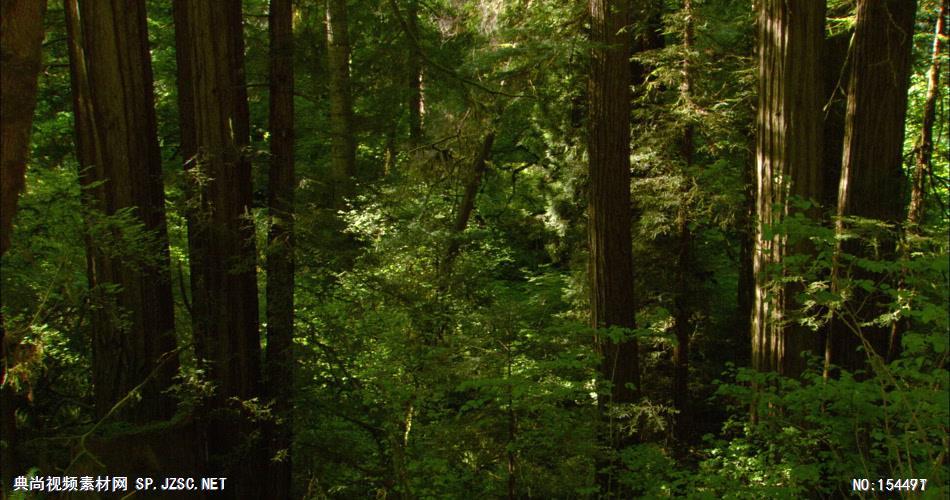 森林绿树植物高清实拍视频素材合辑DF131H