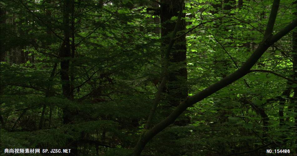 森林绿树植物高清实拍视频素材合辑DF127H