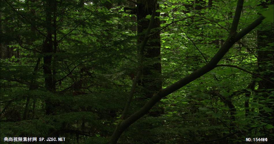 森林绿树植物高清实拍视频素材合辑DF127H