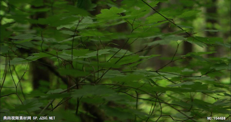 森林绿树植物高清实拍视频素材合辑DF137H