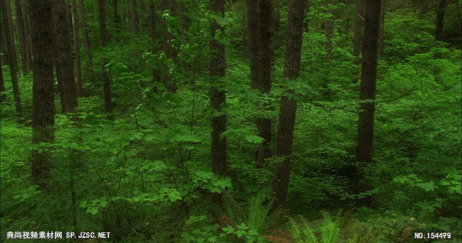 森林绿树植物高清实拍视频素材合辑DF128H