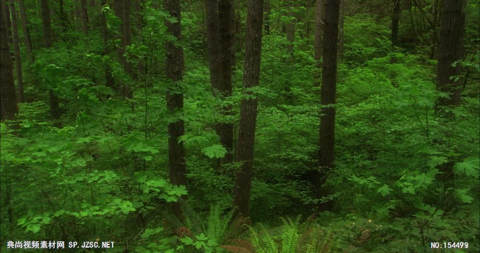 森林绿树植物高清实拍视频素材合辑DF128H
