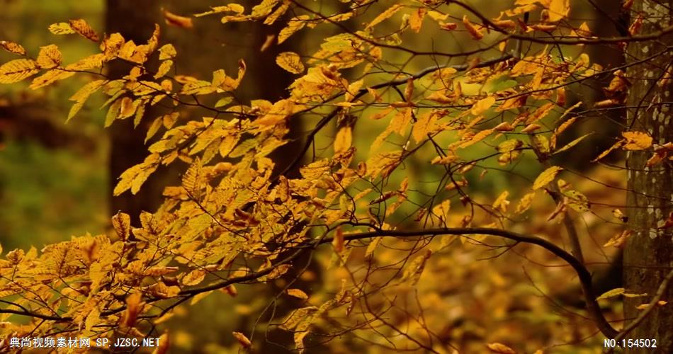 组秋天枯黄的树叶Autumnleaves15