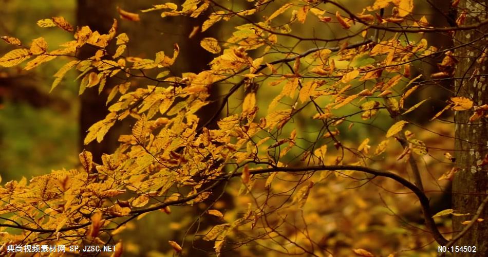 组秋天枯黄的树叶Autumnleaves15