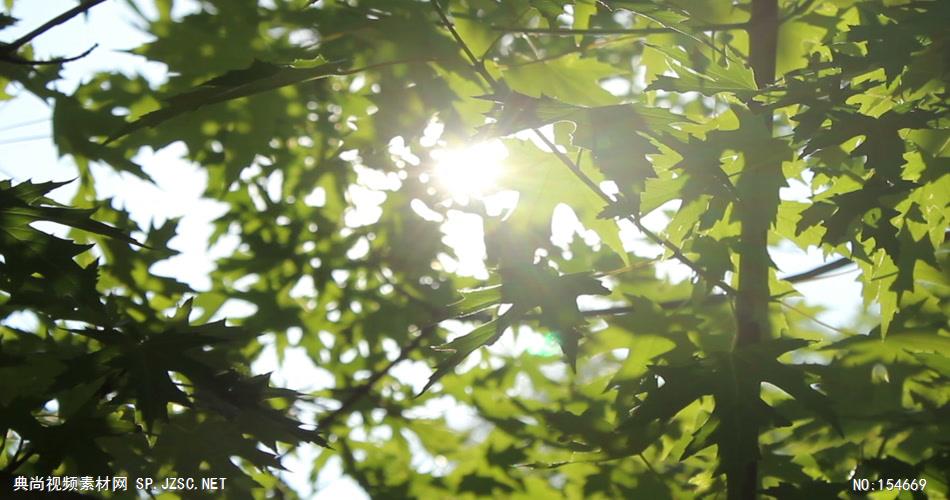套唯美小清新树叶树林阳光空镜头 大自然春天夏天绿叶动态视频素材阳光树叶