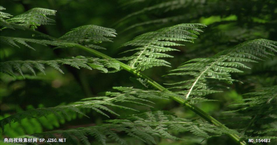 森林绿树植物高清实拍视频素材合辑DF141H