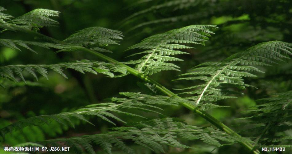 森林绿树植物高清实拍视频素材合辑DF141H