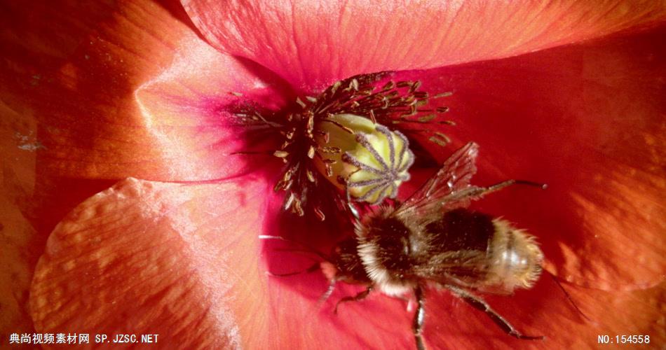 0652-蜜蜂采花粉02-自然美景-植物类