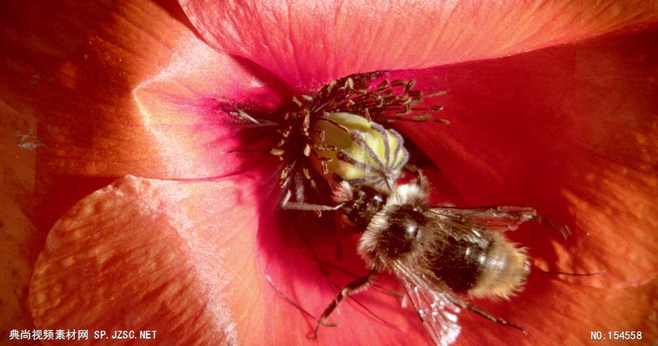 0652-蜜蜂采花粉02-自然美景-植物类