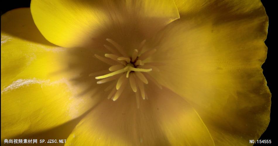 0656-蜜蜂采花粉06-自然美景-植物类