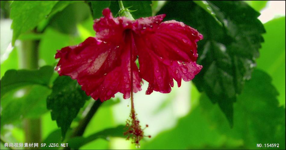 0606-带露珠的花朵-自然美景-植物类