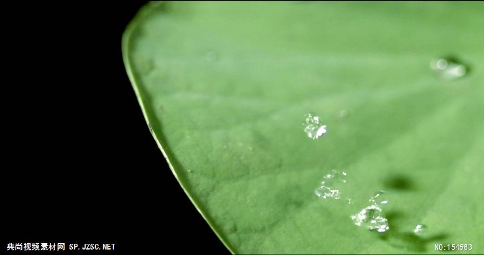 0614-荷叶与水滴1-自然美景-植物类