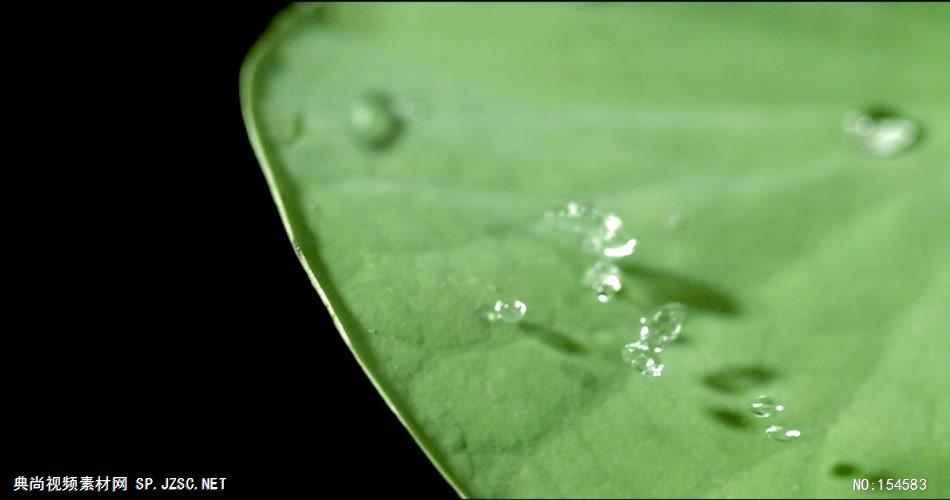 0614-荷叶与水滴1-自然美景-植物类