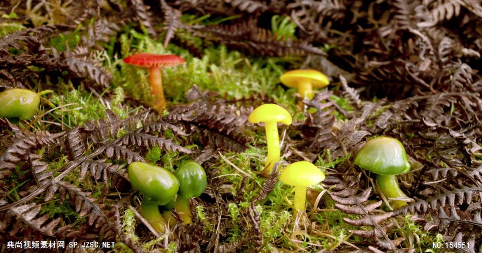 0661-蘑菇(菌类)快速生长2-自然美景-植物类