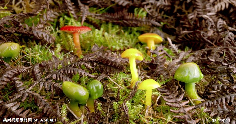 0661-蘑菇(菌类)快速生长2-自然美景-植物类