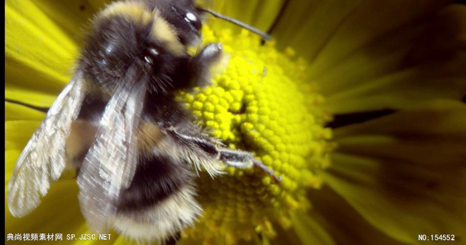 0658-蜜蜂采花粉08-自然美景-植物类