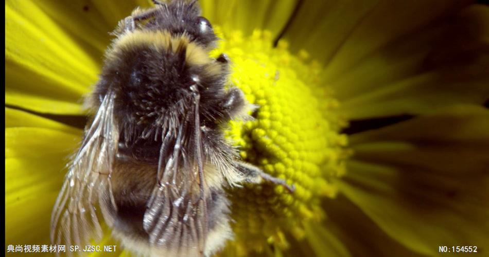 0658-蜜蜂采花粉08-自然美景-植物类