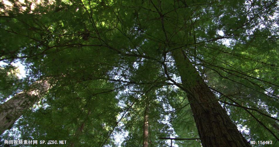 森林绿树植物高清实拍视频素材合辑DF114H