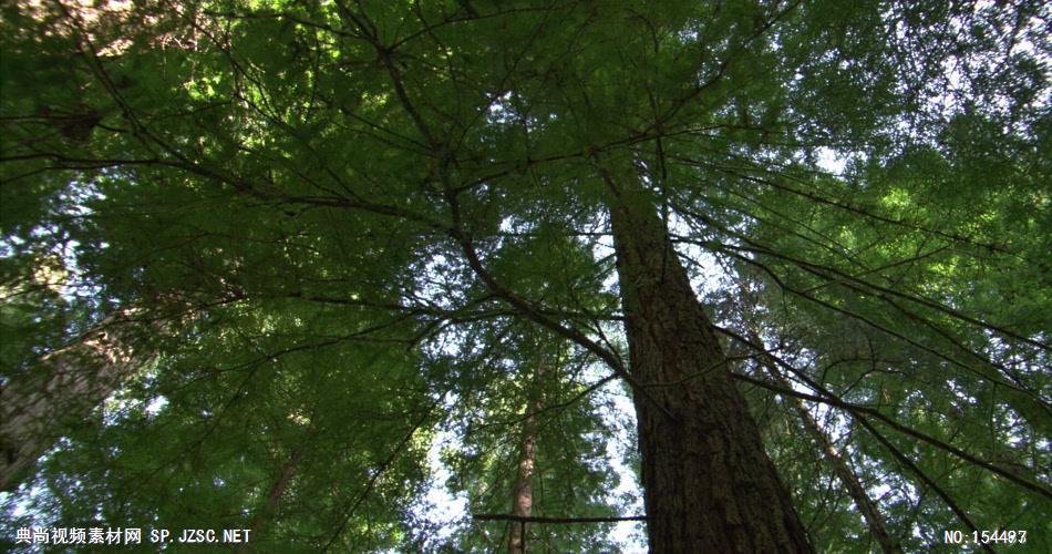 森林绿树植物高清实拍视频素材合辑DF114H