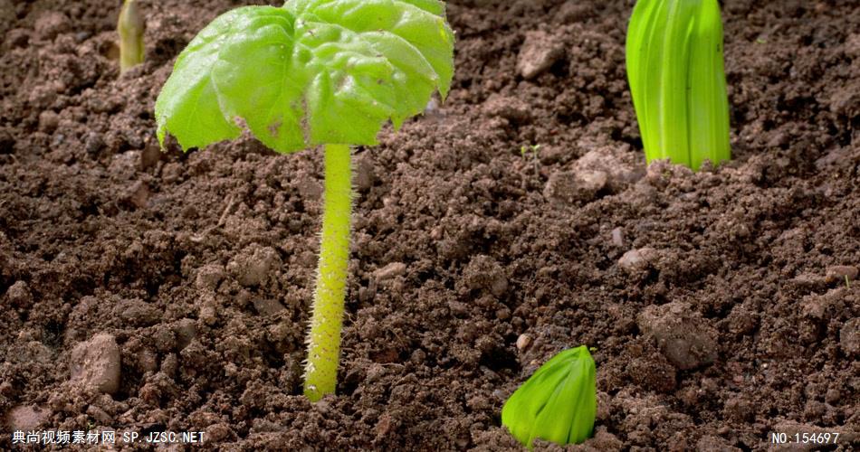 0663-嫩芽快速生长1 15-植物快速生长-1