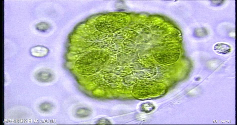 0677-细胞生长2 15-植物快速生长-1
