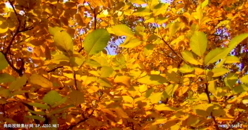 组秋天枯黄的树叶Autumnleaves4
