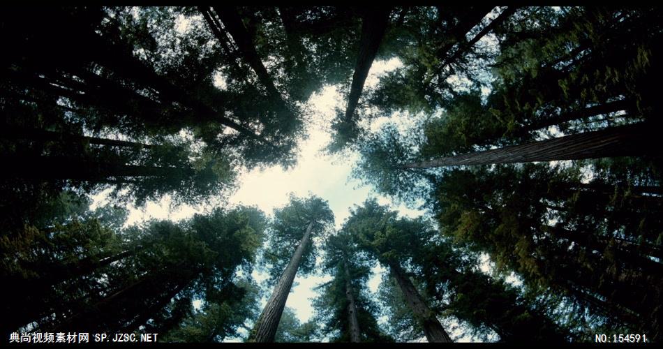 0604-大树1-自然美景-植物类