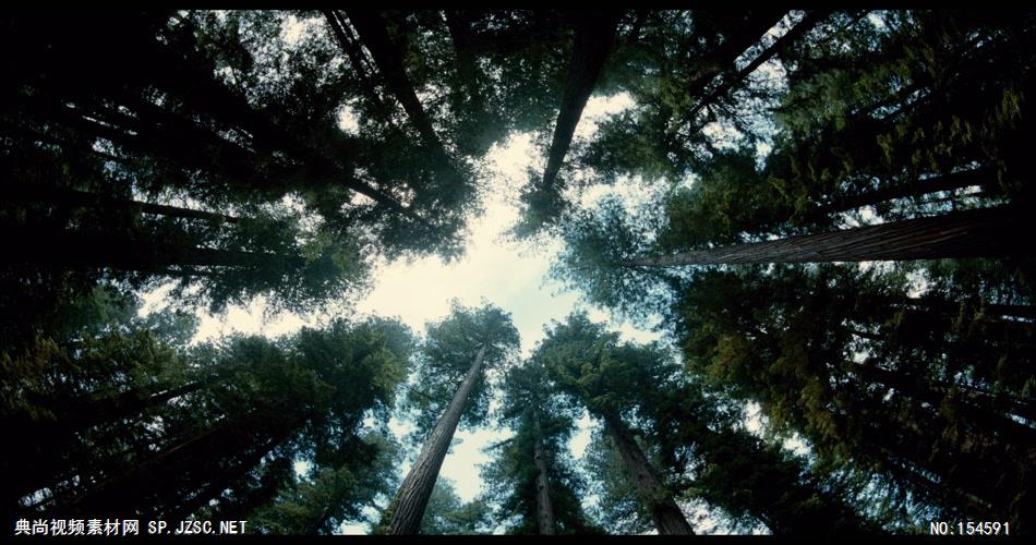 0604-大树1-自然美景-植物类