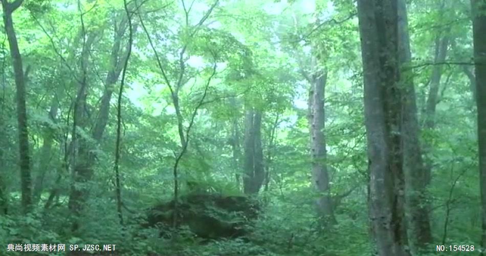 自然森林款Y3976森林山间有音乐