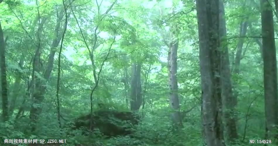 自然森林款Y3976森林山间有音乐