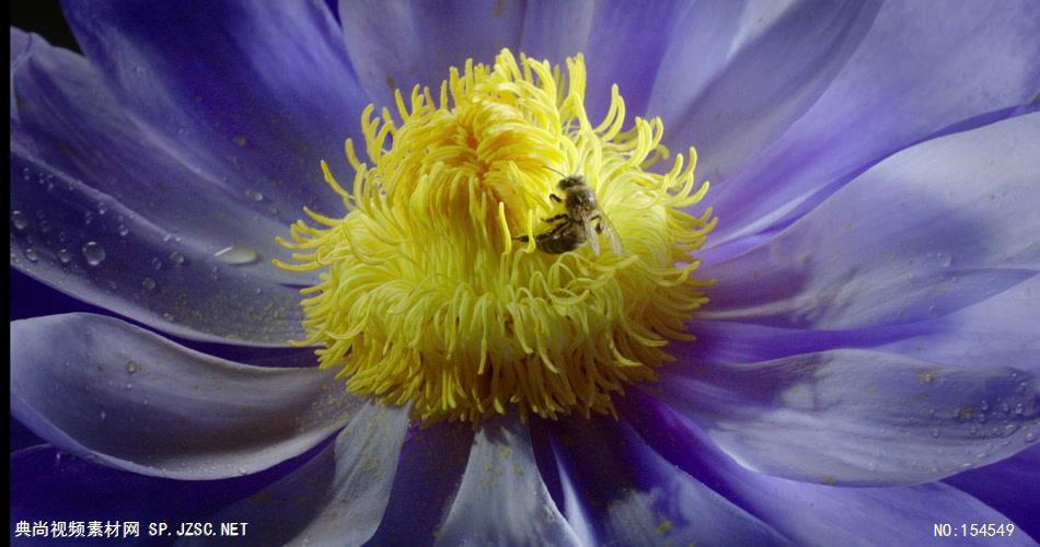 0659-蜜蜂采花粉09(一组)-自然美景-植物类