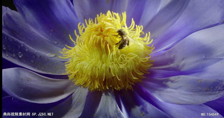 0659-蜜蜂采花粉09(一组)-自然美景-植物类
