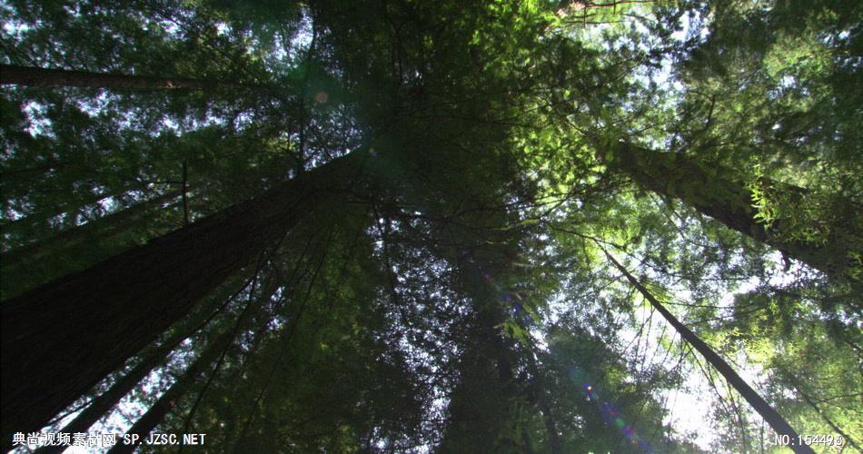 森林绿树植物高清实拍视频素材合辑DF115H