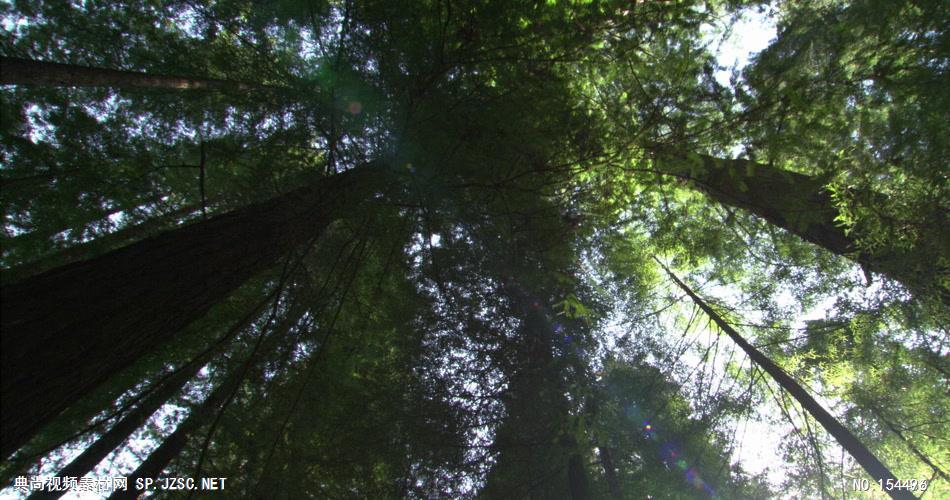 森林绿树植物高清实拍视频素材合辑DF115H