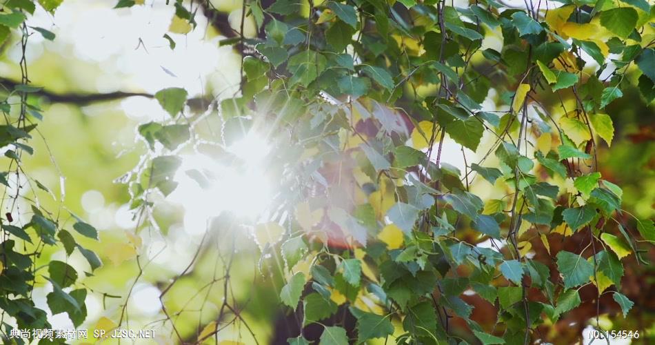 自然森林款Y4914阳光透过树叶
