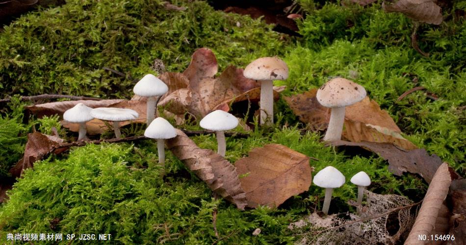 0662-蘑菇(菌类)快速生长3 15-植物快速生长-1