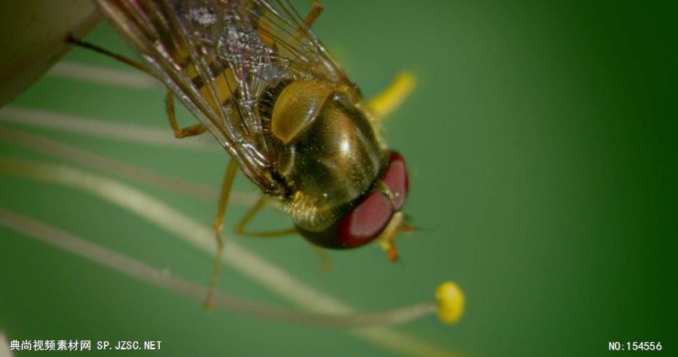 0655-蜜蜂采花粉05-自然美景-植物类