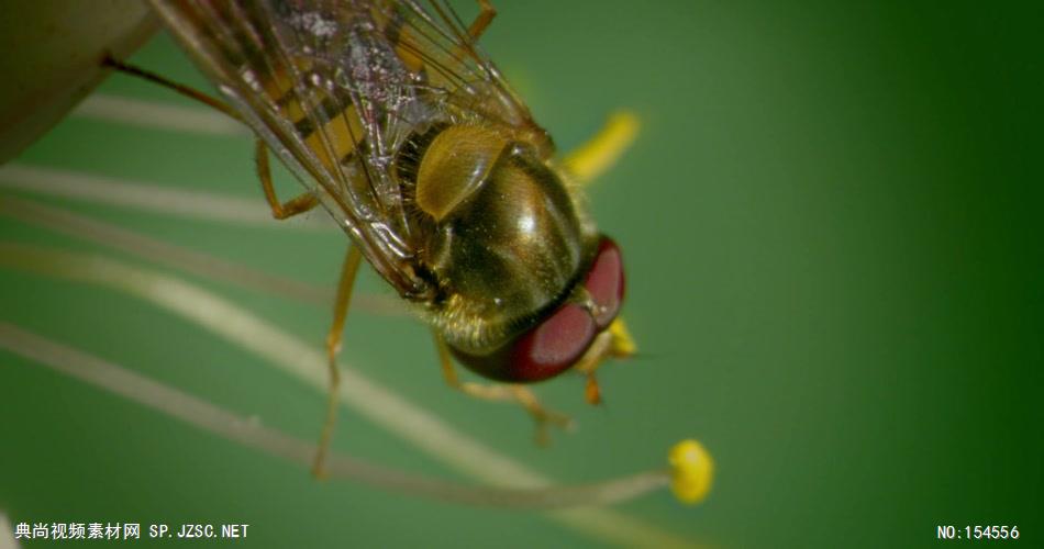 0655-蜜蜂采花粉05-自然美景-植物类