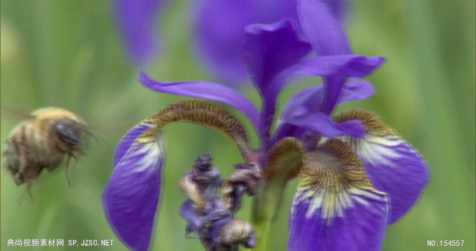 0651-蜜蜂采花粉01-自然美景-植物类
