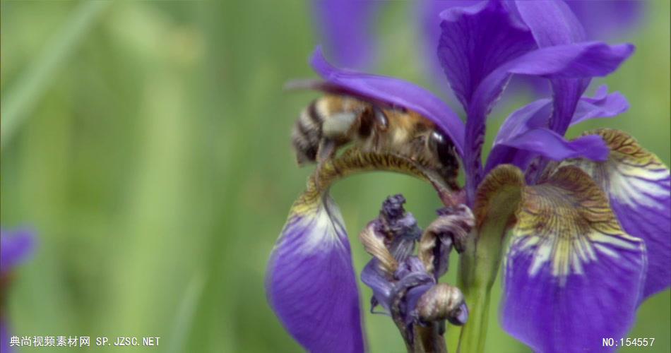 0651-蜜蜂采花粉01-自然美景-植物类