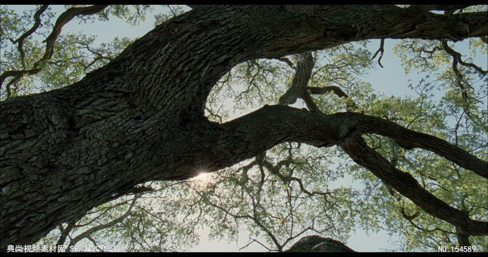 0605-大树2-自然美景-植物类