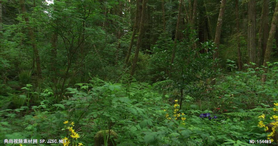 森林绿树植物高清实拍视频素材合辑DF124H