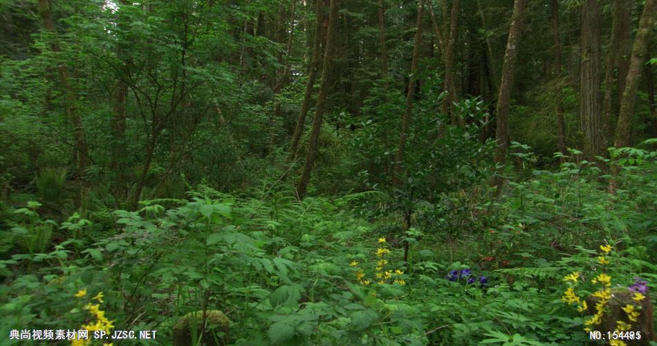 森林绿树植物高清实拍视频素材合辑DF124H