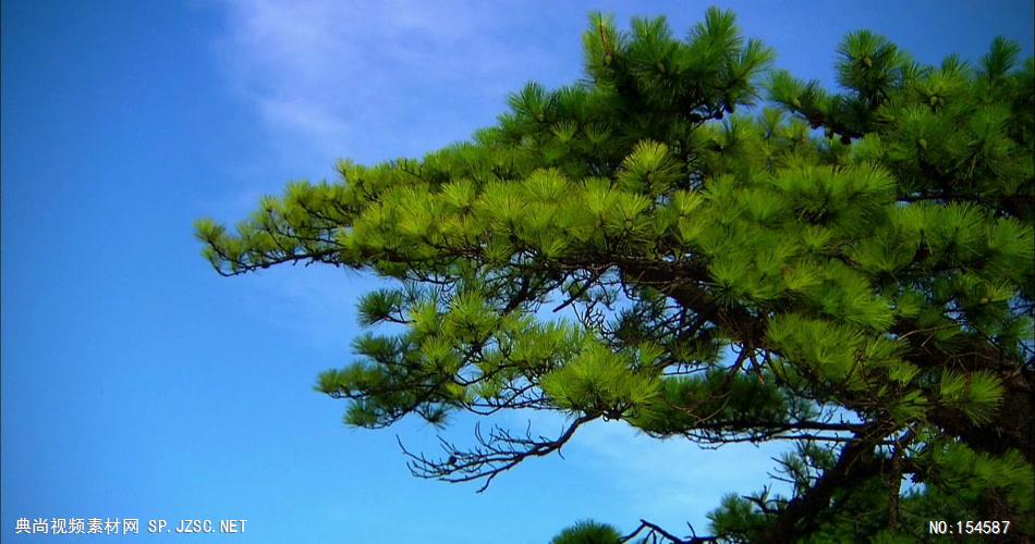 0608-风中劲松-自然美景松树-植物类