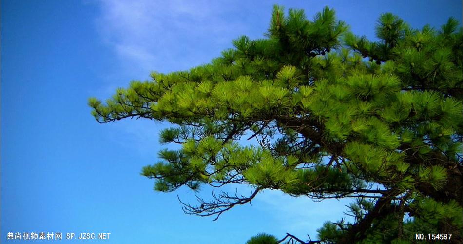0608-风中劲松-自然美景松树-植物类