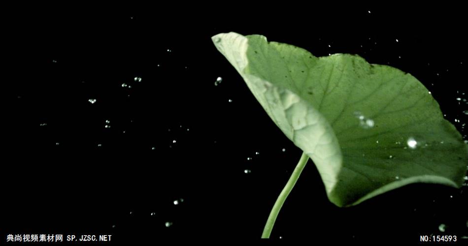 0615-荷叶与水滴2-自然美景-植物类