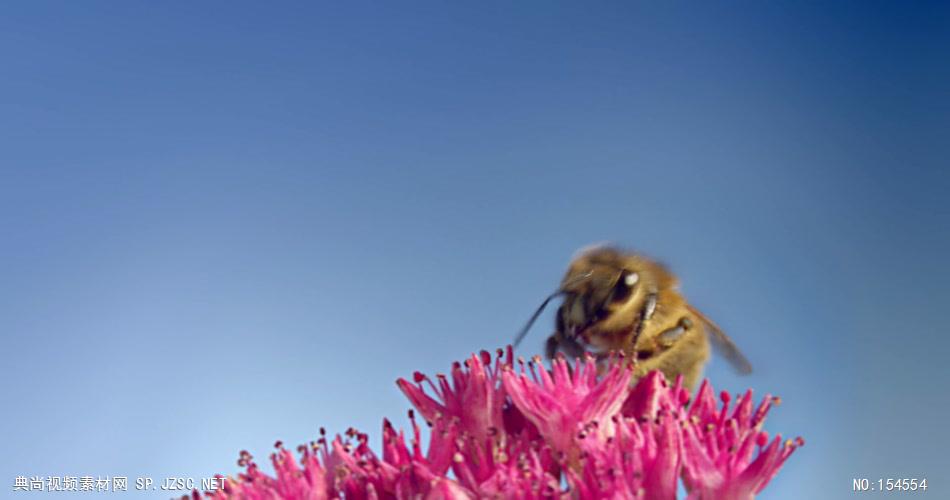 0657-蜜蜂采花粉07-自然美景-植物类